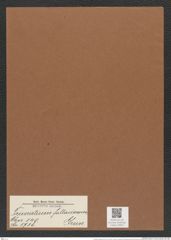 Triceratium fallaciosum Grun. (de-Toni-Nr.: Genus 140, Species 3738) Zeichnungen Sammlung Grunow Mappe 03842 (Herbarium_W_Grunow_drawings_Folder_03842)